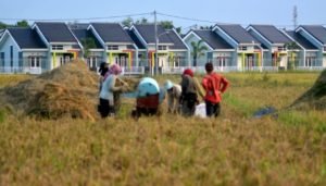 Pertahankan Lahan Produktif, Wagub Jabar Segera Buat Perda Sawah Abadi