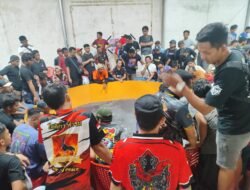Kontes Ayam Tarung Dibesut DPD PPAKN Sulteng di Marowala,Sigi Selain Jadi Ajang Hobi, Hidupkan Perekonomian Lokal